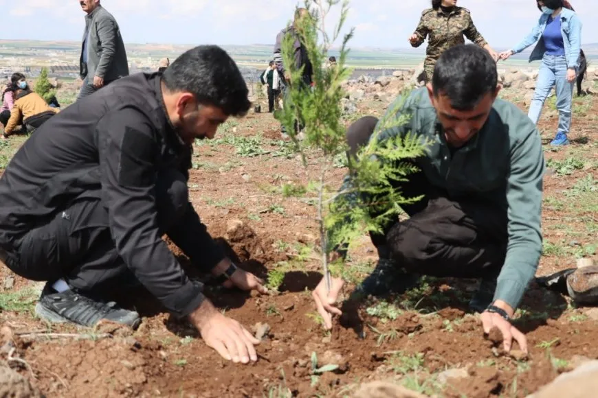 Plantan 500 árboles en la colina Mishtanur con motivo del aniversario de líder Abdullah Ocalan