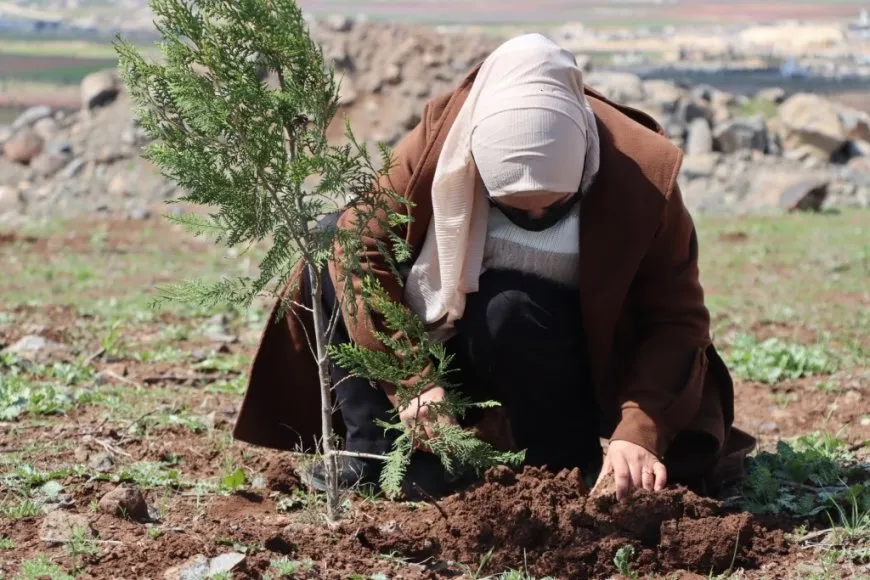 Plantan 500 árboles en la colina Mishtanur con motivo del aniversario de líder Abdullah Ocalan