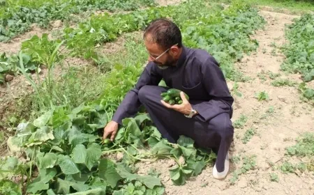 La FAO lanza un proyecto de 5 millones de dólares para reforzar la seguridad alimentaria en el noreste de Siria