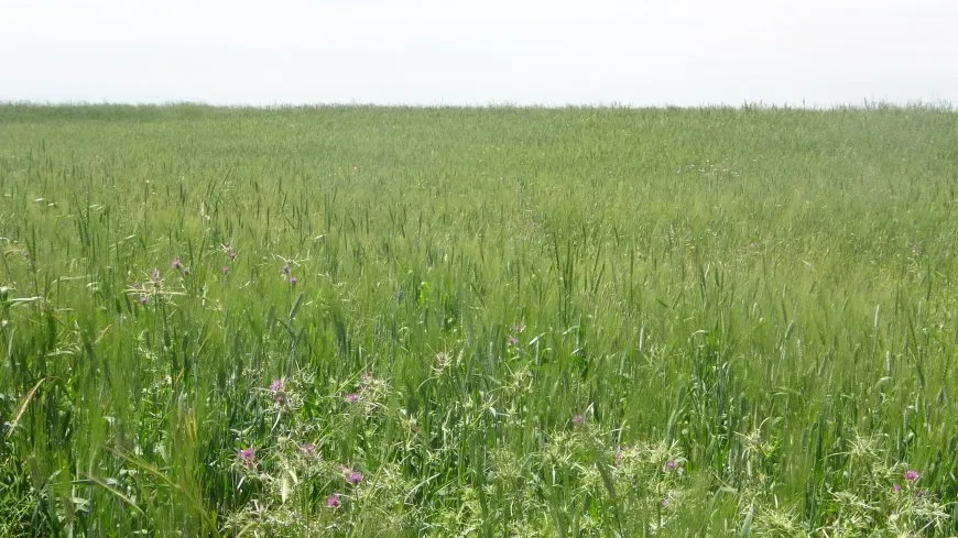 Agricultores: el precio del trigo no es adecuado para los agricultores