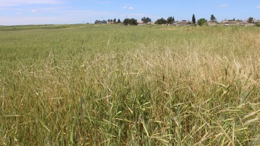 Agricultores: el precio del trigo no es adecuado para los agricultores