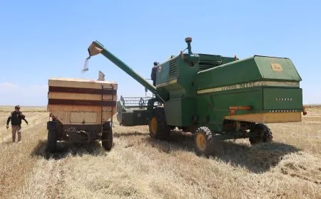 La buena producción de cebada en la región de Alîyan contrasta con el descontento de los agricultores por los precios