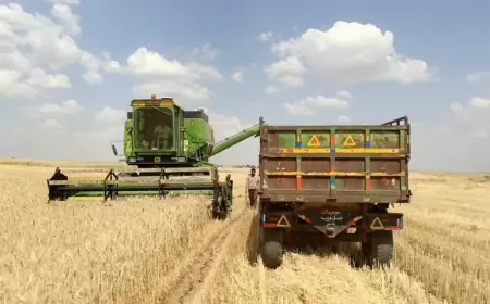 Los agricultores de la región de Aliyan comienzan la cosecha de trigo