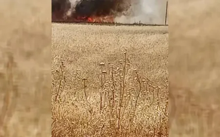 Un incendio arrasa 50 dunums de cultivos de trigo en Hasaka