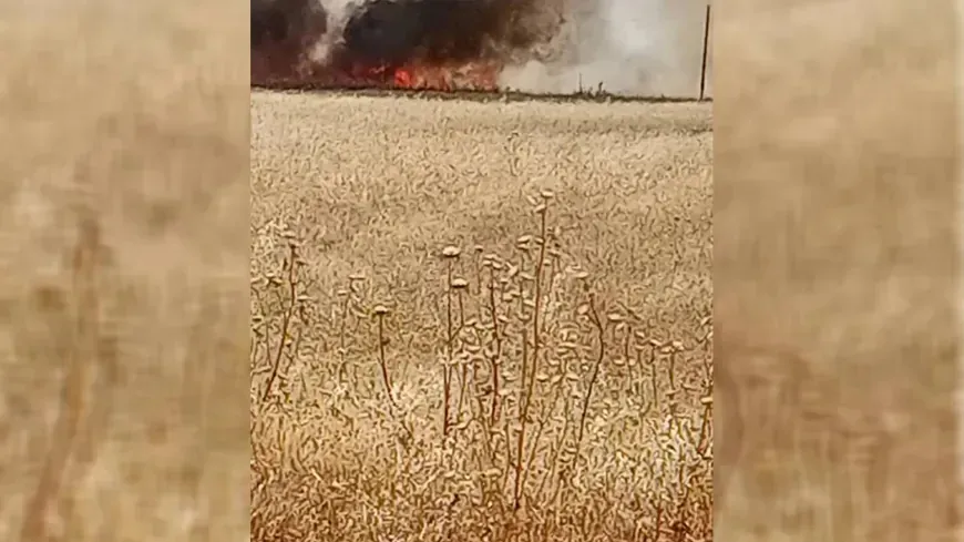 Un incendio arrasa 50 dunums de cultivos de trigo en Hasaka