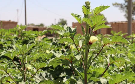 La falta de apoyo y el aumento de los costos amenazan el cultivo de hortalizas de verano en al-Jazira