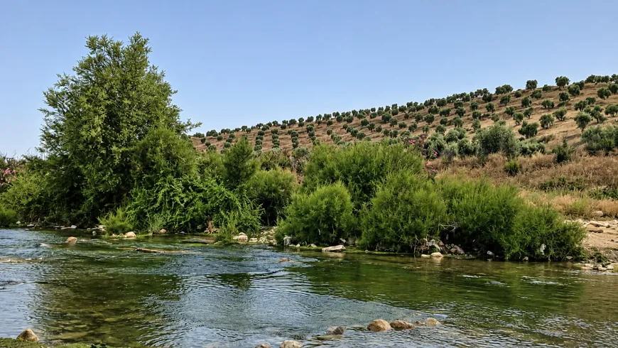 Imágenes de los paisajes naturales y olivares de Afrin