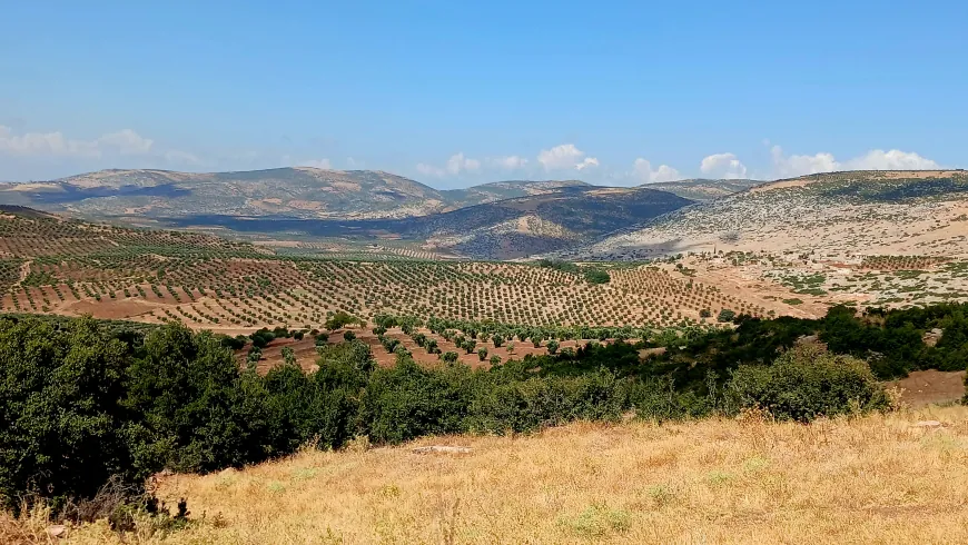 Imágenes de los paisajes naturales y olivares de Afrin