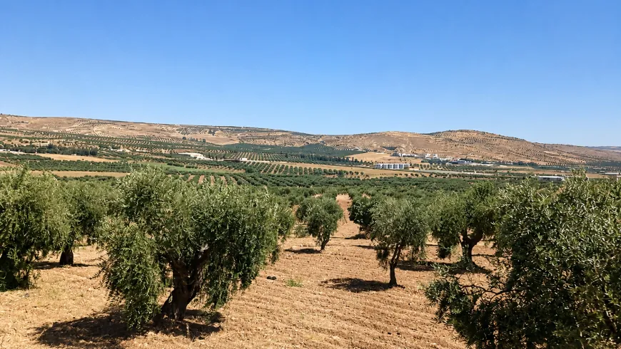 Imágenes de los paisajes naturales y olivares de Afrin
