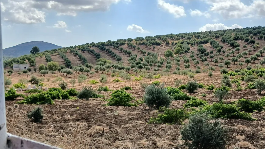 Imágenes de los paisajes naturales y olivares de Afrin