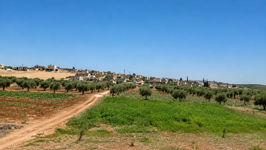 Imágenes de los paisajes naturales y olivares de Afrin