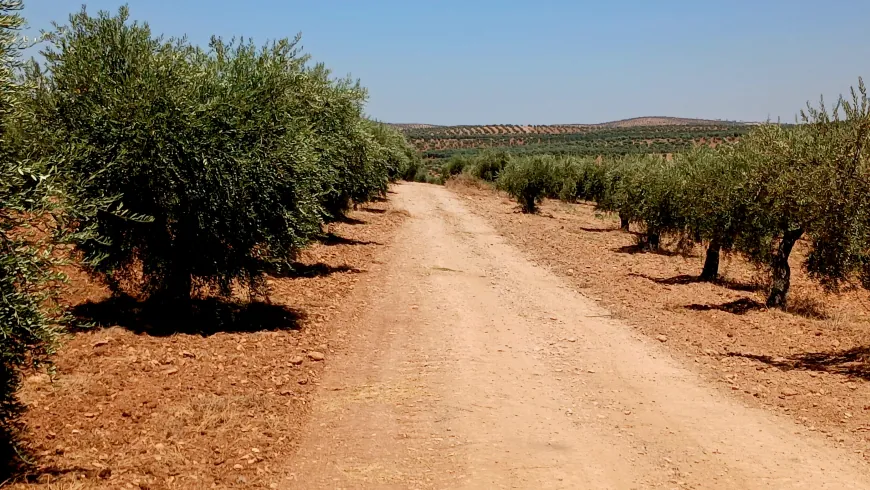 Imágenes de los paisajes naturales y olivares de Afrin