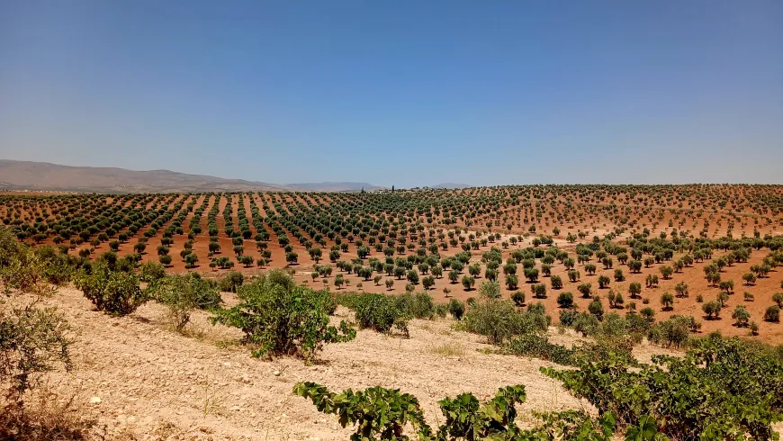 Imágenes de los paisajes naturales y olivares de Afrin
