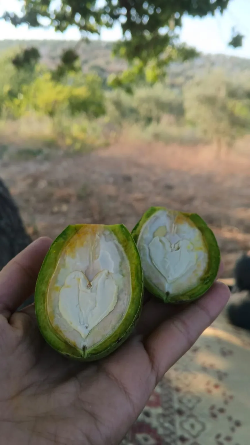 Imágenes de los paisajes naturales y olivares de Afrin