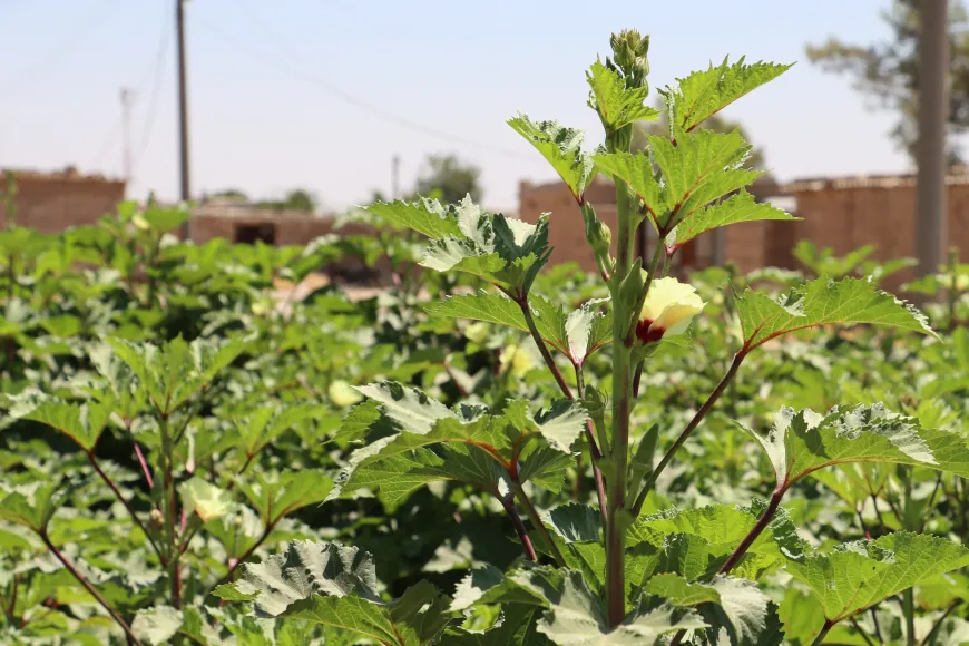 La falta de apoyo y el aumento de los costos amenazan el cultivo de hortalizas de verano en al-Jazira