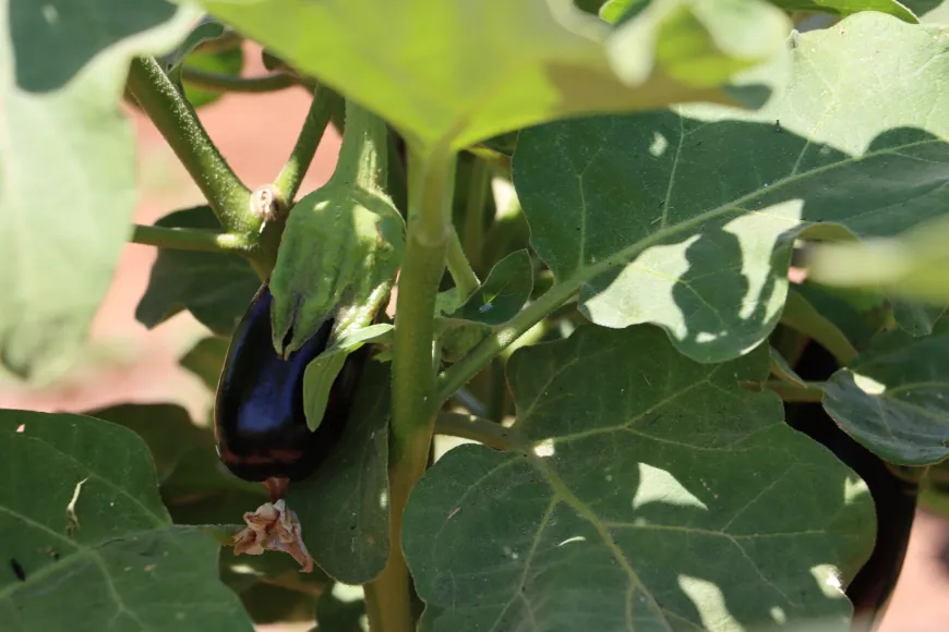 La falta de apoyo y el aumento de los costos amenazan el cultivo de hortalizas de verano en al-Jazira