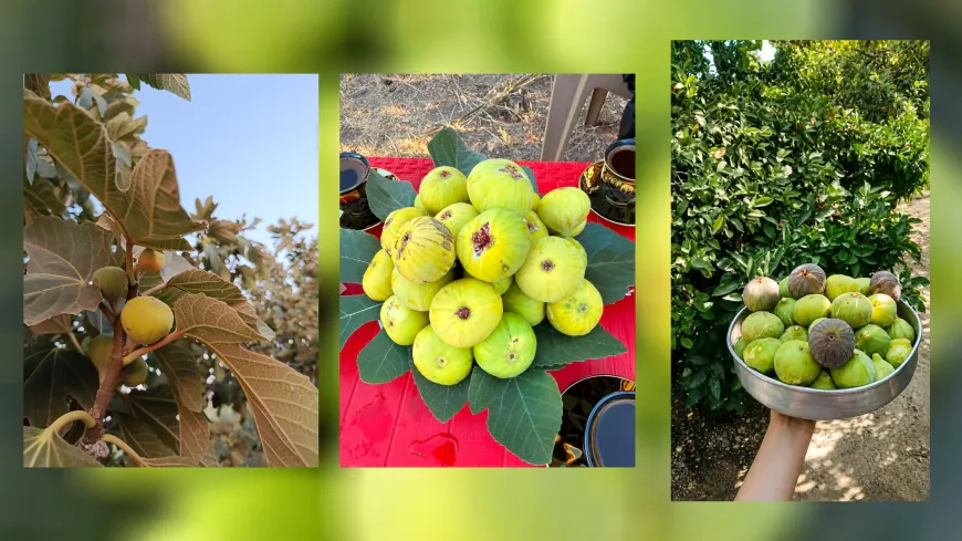 Comienza la temporada de recogida de higos en Afrin