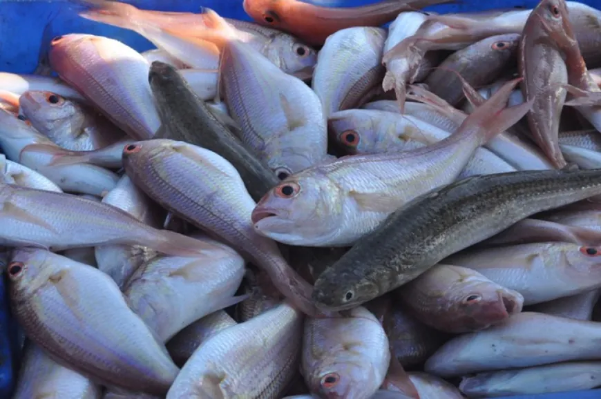 Más de 30.000 toneladas de pescado producido en Siria, entonces, ¿por qué falta en los mercados?