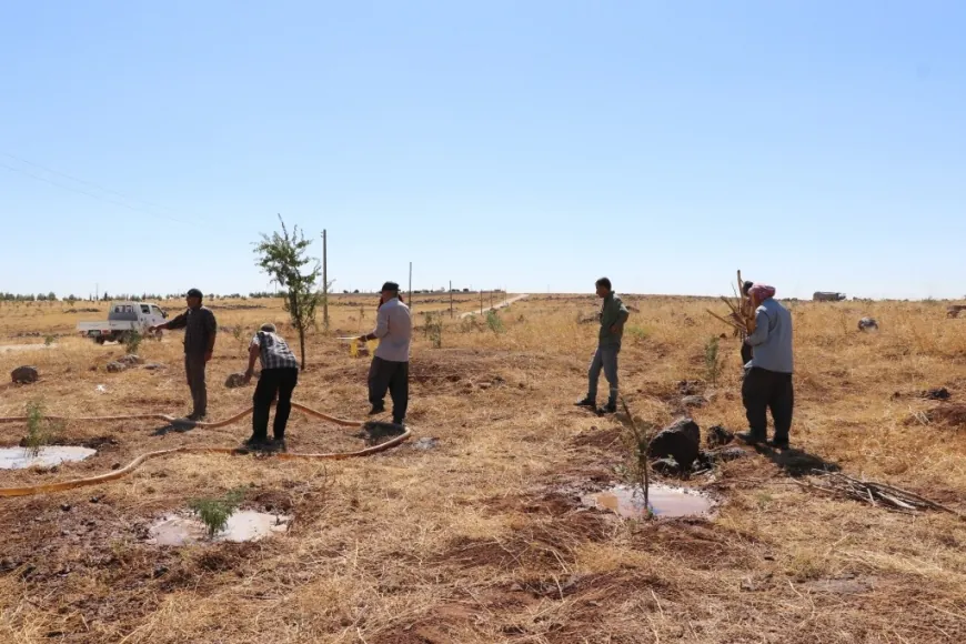 Kobanê transforma el monte Miştenûr en un bosque
