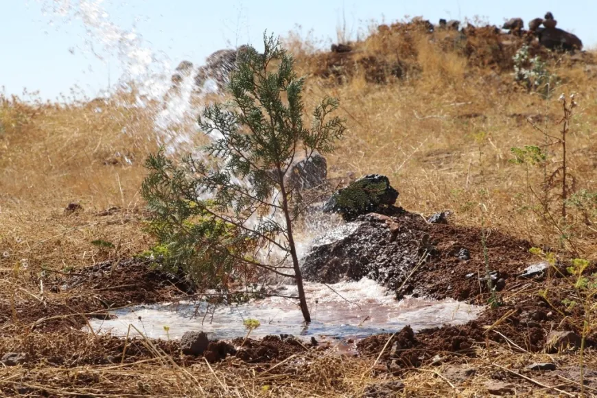 Kobanê transforma el monte Miştenûr en un bosque