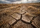 El retraso en el pago del trigo impide a los agricultores de Jazira iniciar la siembra