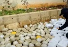 Frustran el contrabando de 225.000 pastillas de Captagon del Líbano a Damasco