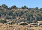 Nueva incursión israelí cerca de Beit Jinn en medio de vuelos de drones sobre Daraa y Damasco