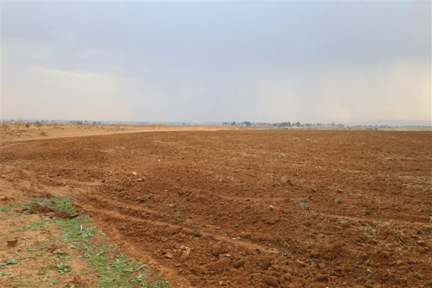 La falta de apoyo y el aumento de los costos obligan a los agricultores de Jazira a reducir el cultivo