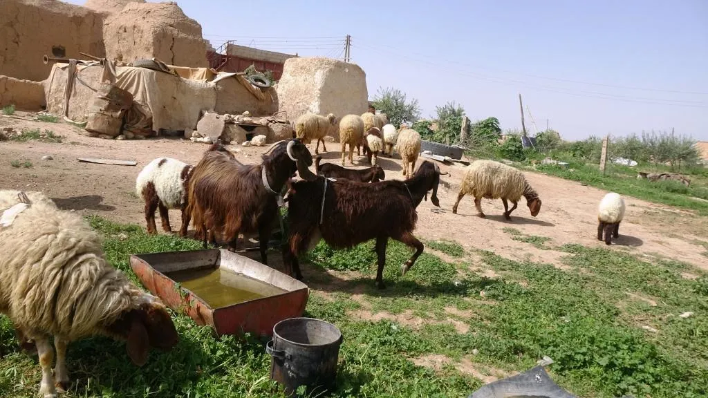 Bi hatina biharê re jinan dest bi çêkirina penêr kir