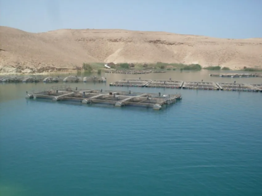 Komîteya Çandiniyê ya Tebqayê xwedîkirina masiyan lêkolîn dike