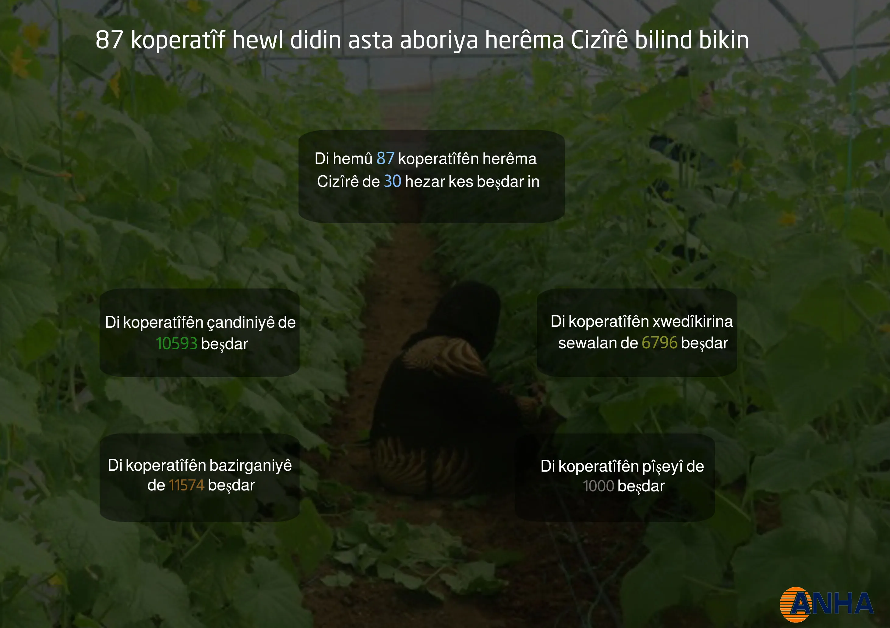 87 kopretîfên herêma Cizîrê aboriya herêmê pêş dixin
