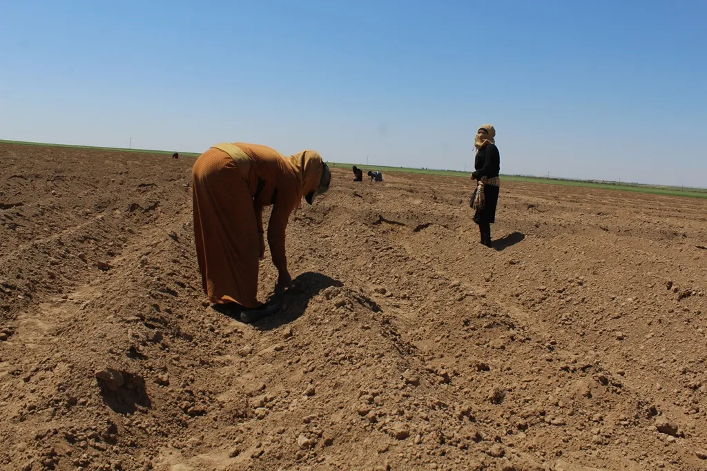 Tirkiyê av qut kiriye, cotkarên Tebqayê bi tirs pembo diçîn in