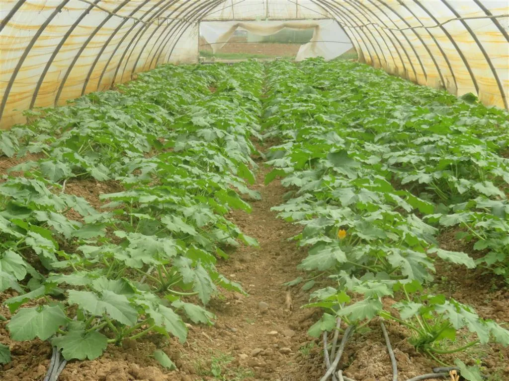 Proje bexçeyên sergirtî di sala xwe ya 5'an de berhemên xwe zêde dike