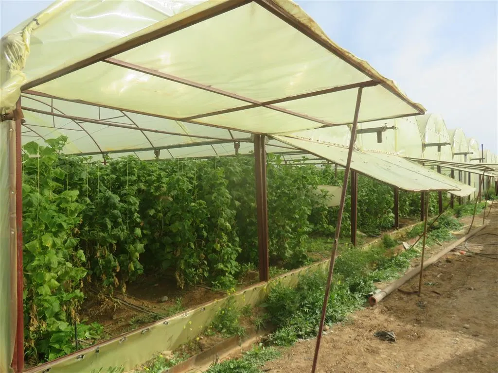 Proje bexçeyên sergirtî di sala xwe ya 5'an de berhemên xwe zêde dike