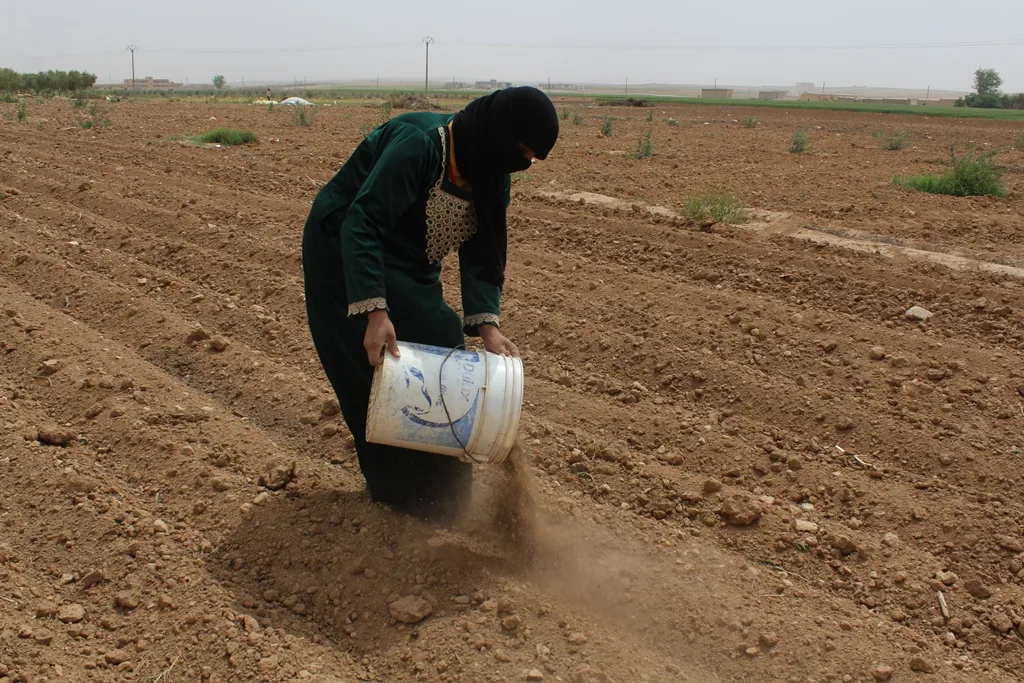 Jinên Tebqayê di xebatên çandiniyê de çalak in
