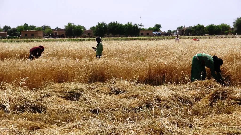 Kêmbûna baranê û lehiyên dema dawî, zirar gihand zeviyan