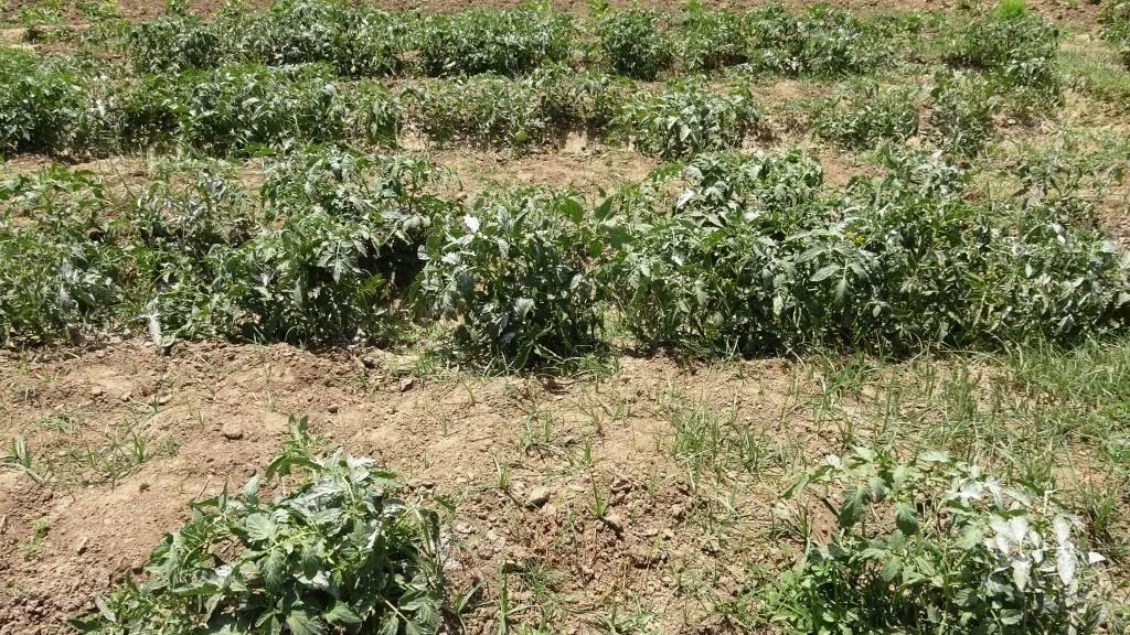 Hilberîna çandiniyê ya Dêrazorê ji ber bahoza qûmê ziyan dîtiye