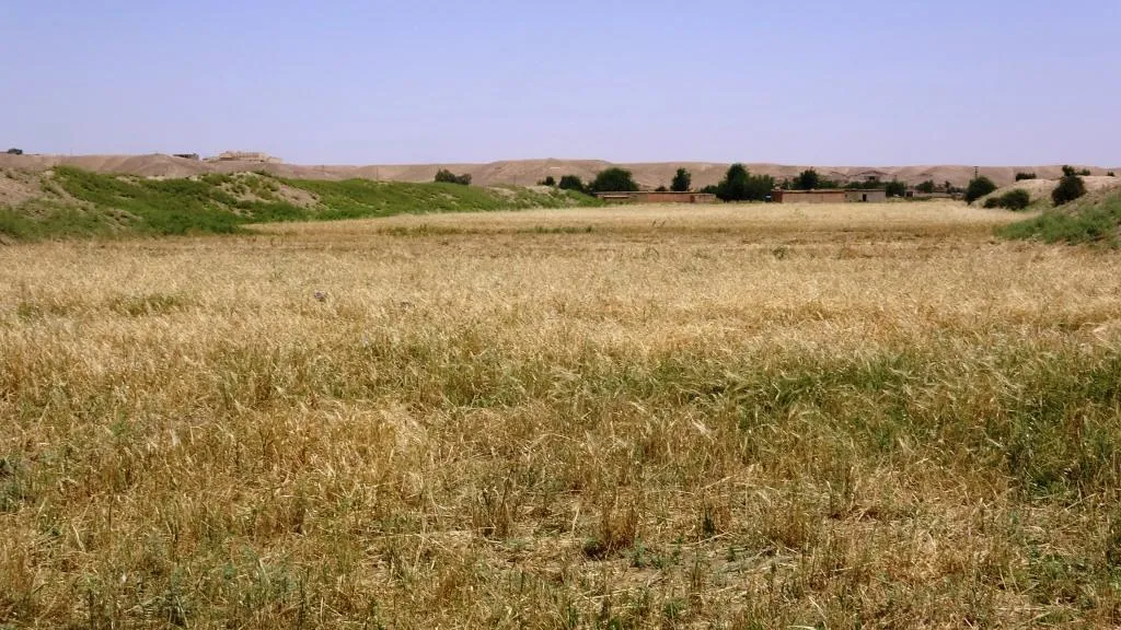 Hilberîna çandiniyê ya Dêrazorê ji ber bahoza qûmê ziyan dîtiye