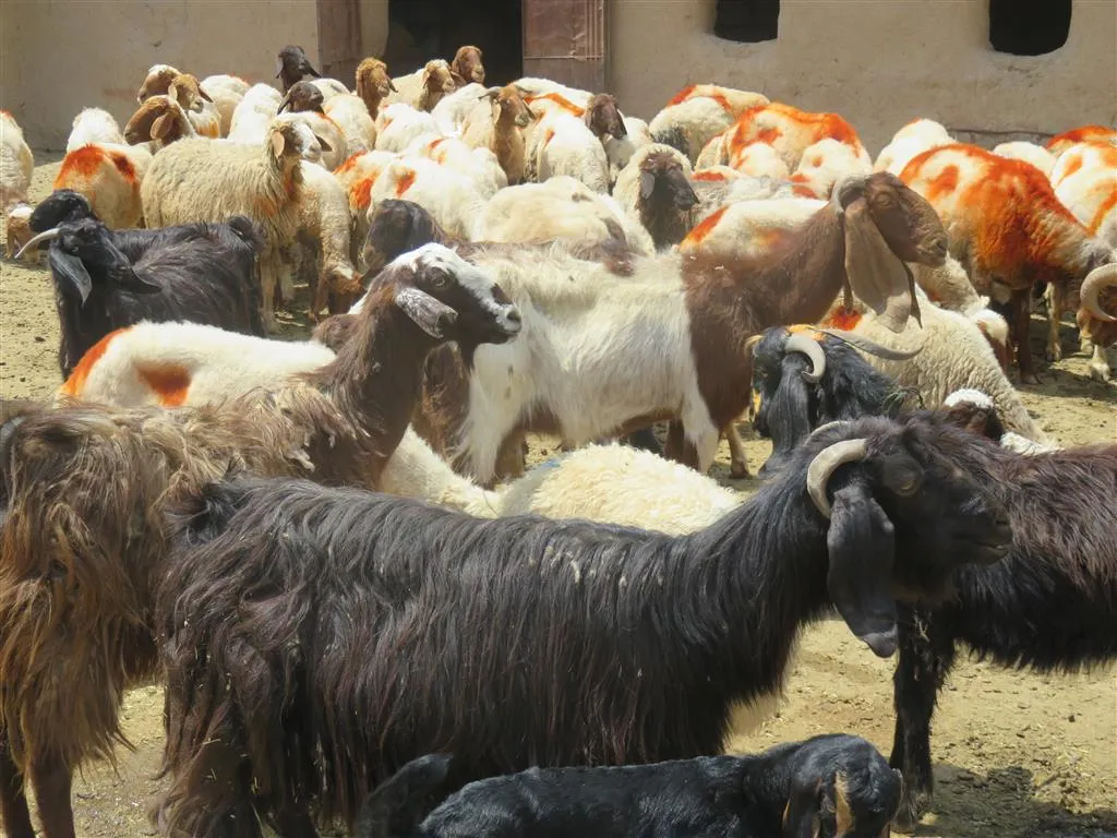 Çêreya sewalan kêm bûye