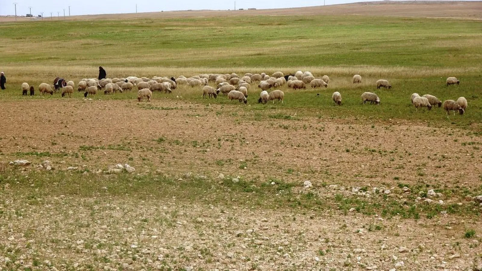Piştî lehiyê çi bi zeviyên kantona Kobanê hat?