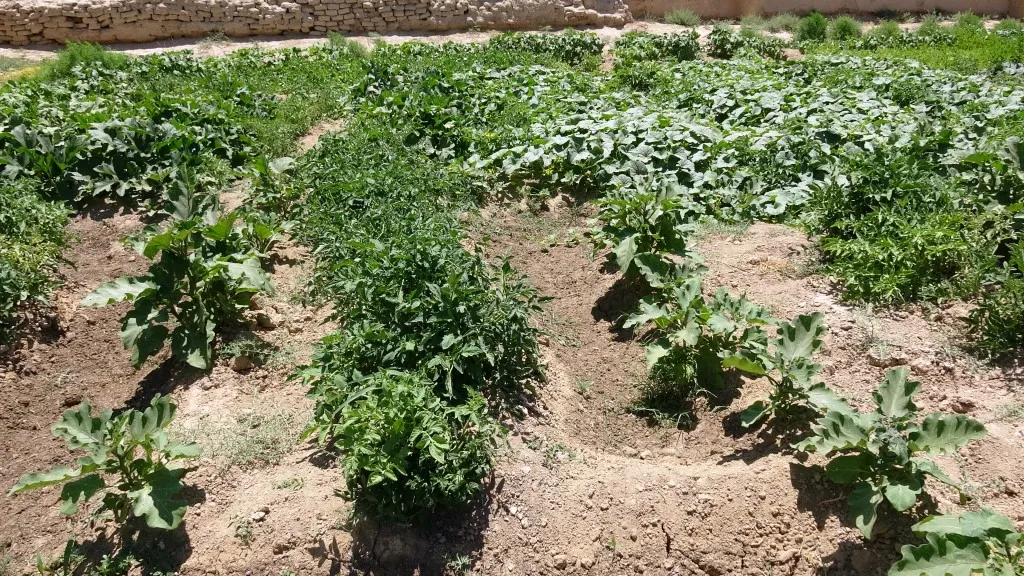 Çandina sebzeyan li Girê Spî