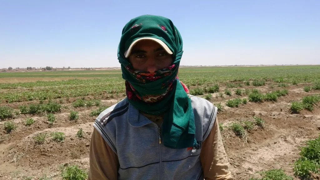 Çandina sebzeyan li Girê Spî