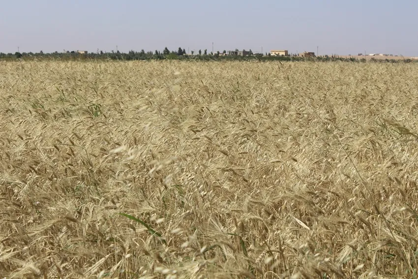 Çavekî cotkaran li berheme û çavê din li rêveberiya herêmê ye