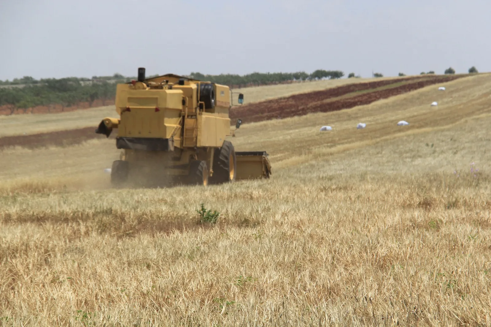 Aloziya Mazotê li Şehbayê jiyanê dixe xeterê