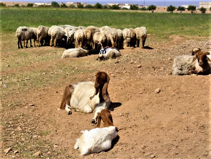 Tirkiye bi kiryarên xwe destdirêjiyê li hilberîna sewalan dike