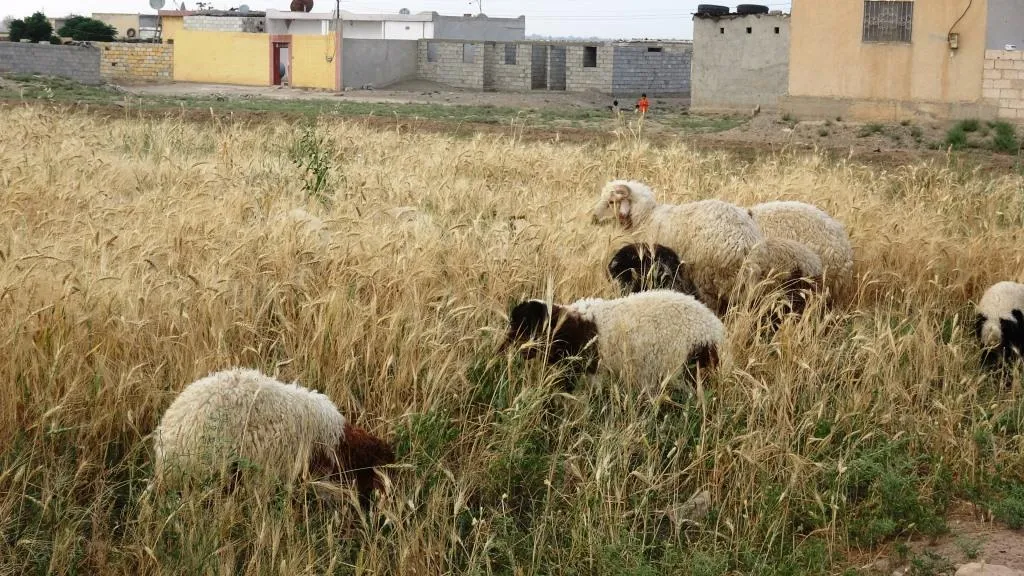 Rewşa çandiniyê li bajarê Reqayê
