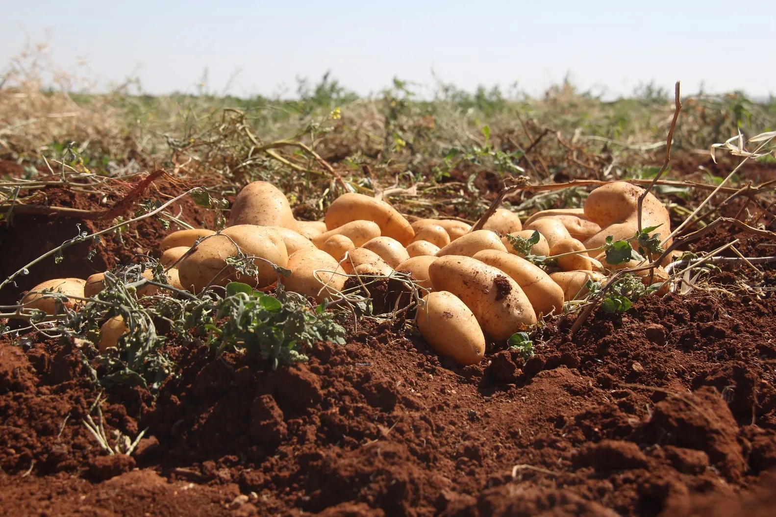 Hilberîna berhema kartol bi qasî 75%  kêm bûye