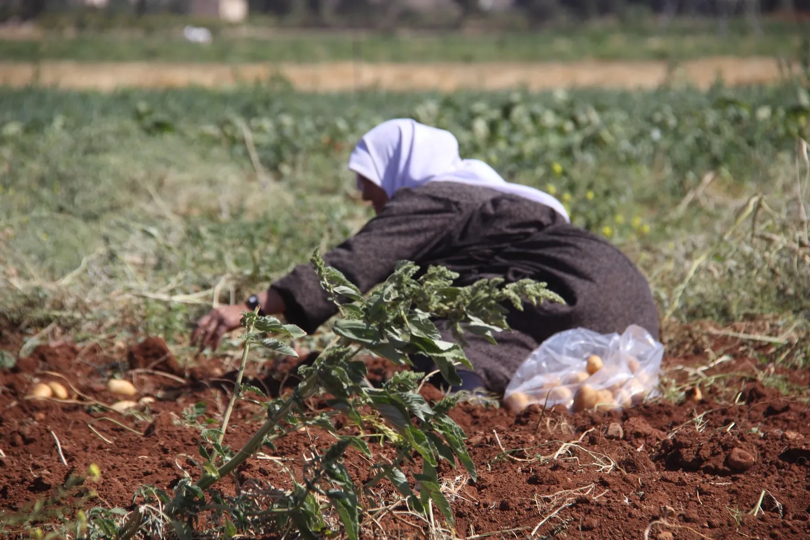 Hilberîna berhema kartol bi qasî 75%  kêm bûye
