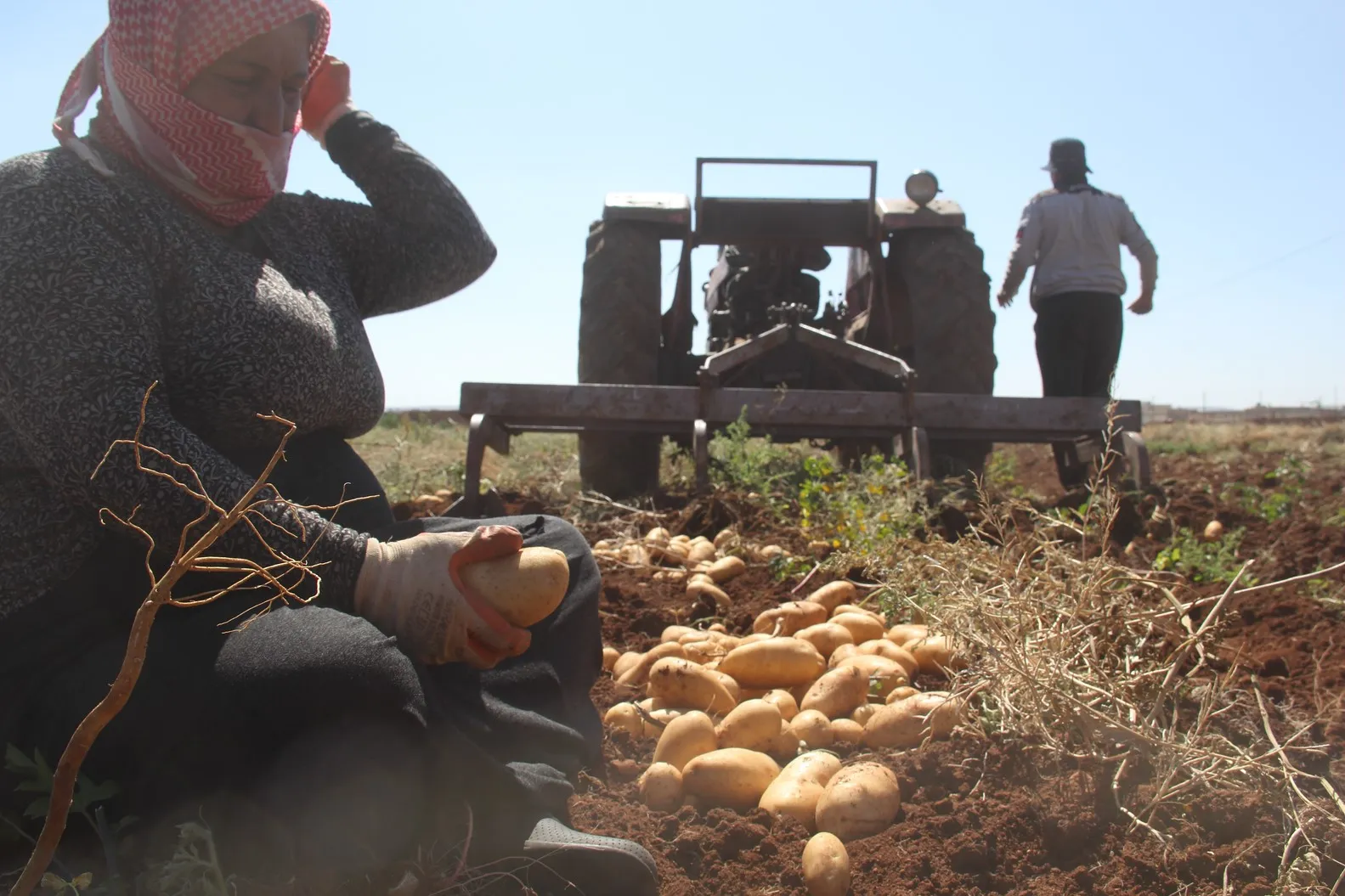 Hilberîna berhema kartol bi qasî 75%  kêm bûye