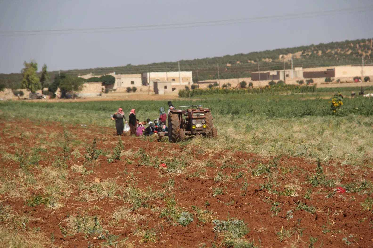 Hilberîna berhema kartol bi qasî 75%  kêm bûye